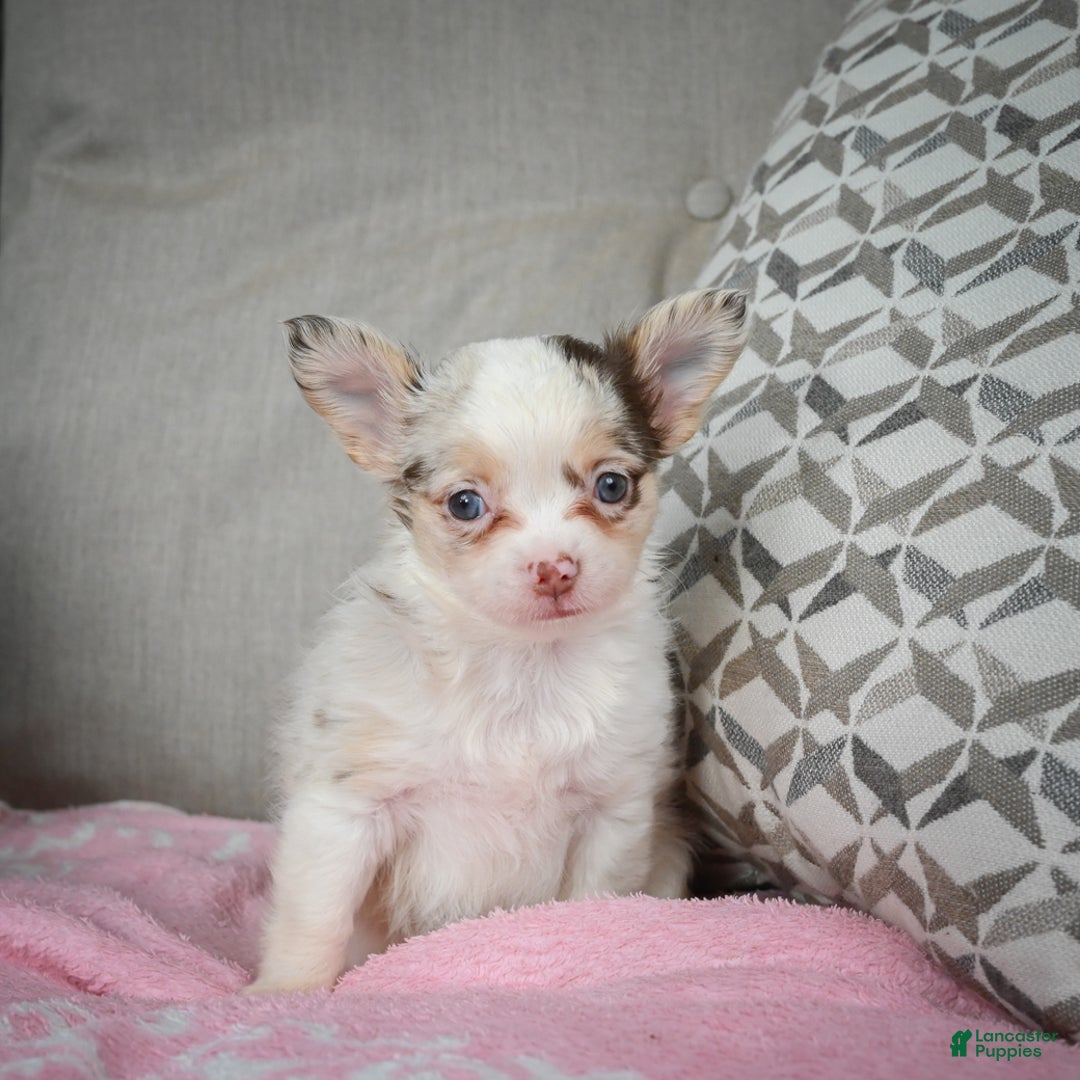Chihuahua dogs for sale: Winnie - Ad 2