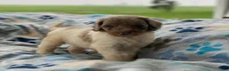 Standard Poodle dogs for sale: Maple - Ad 4