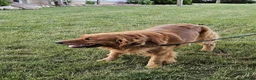 Golden Retriever dogs for sale: Duke - Ad 25
