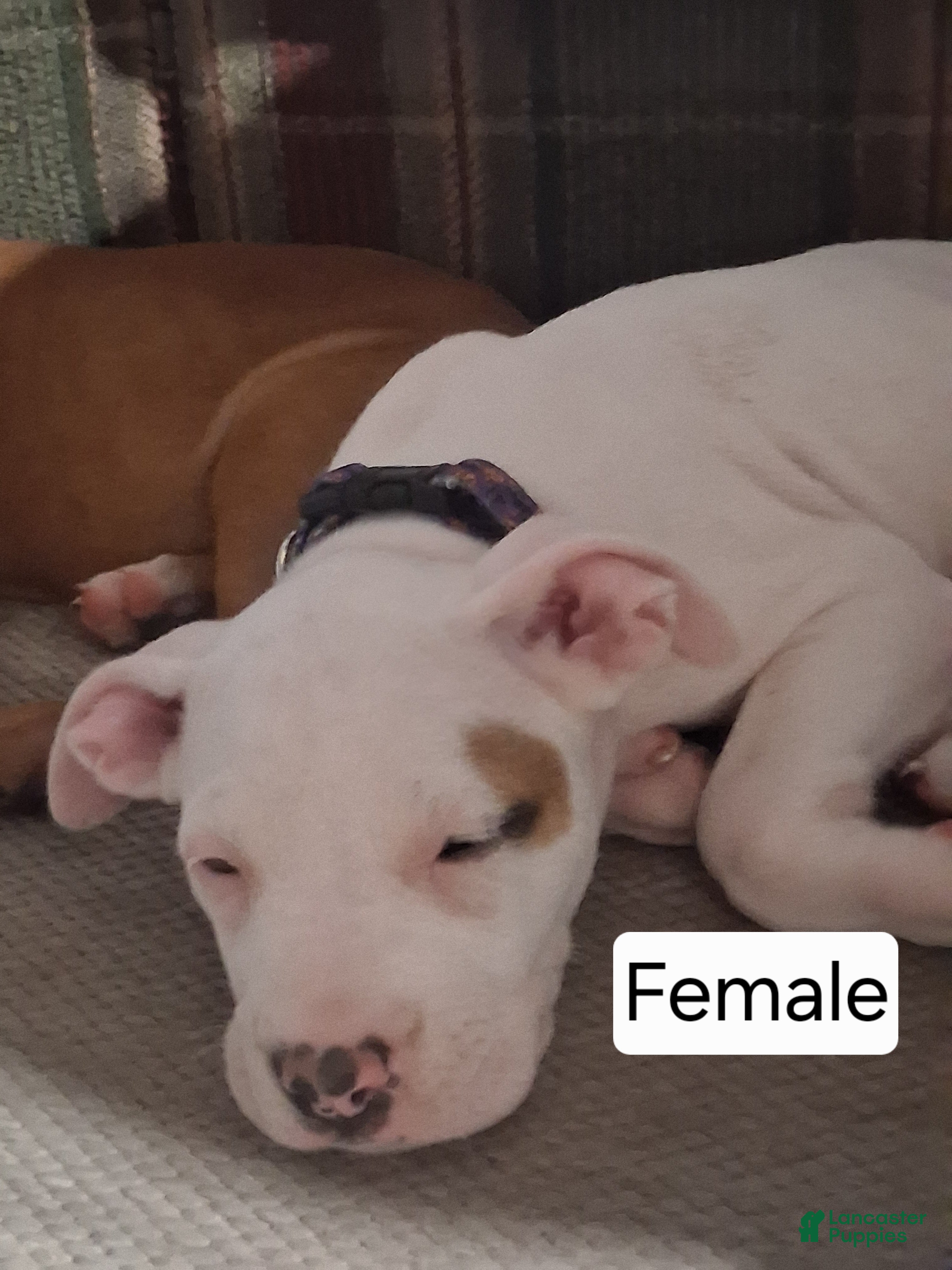 American Bully dogs American Bully 8 - Ad 5