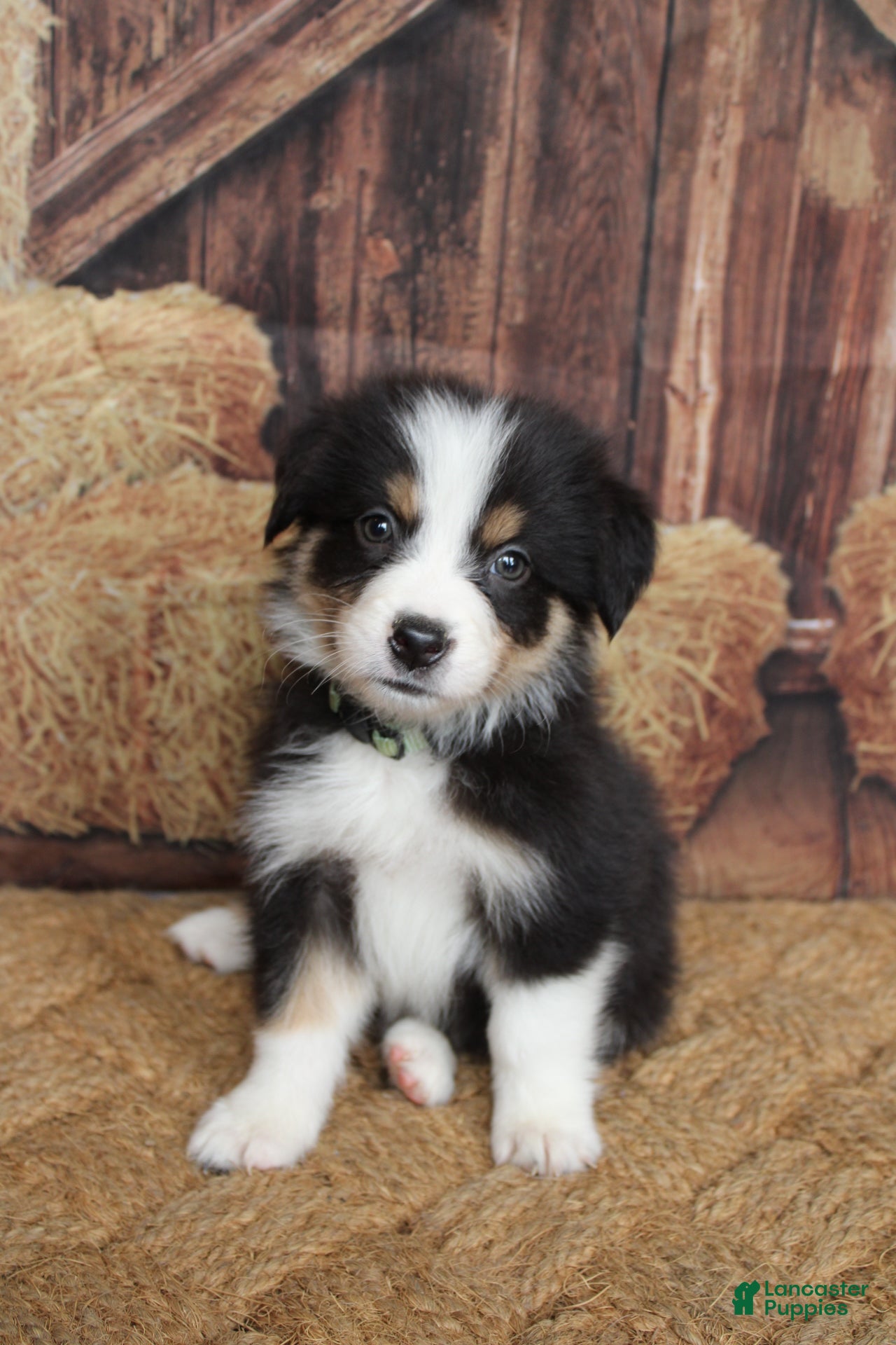 Australian Shepherd dogs for sale: Dawn  - Ad 4