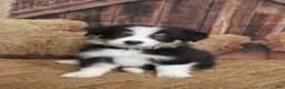 Australian Shepherd dogs for sale: Dawn  - Ad 1