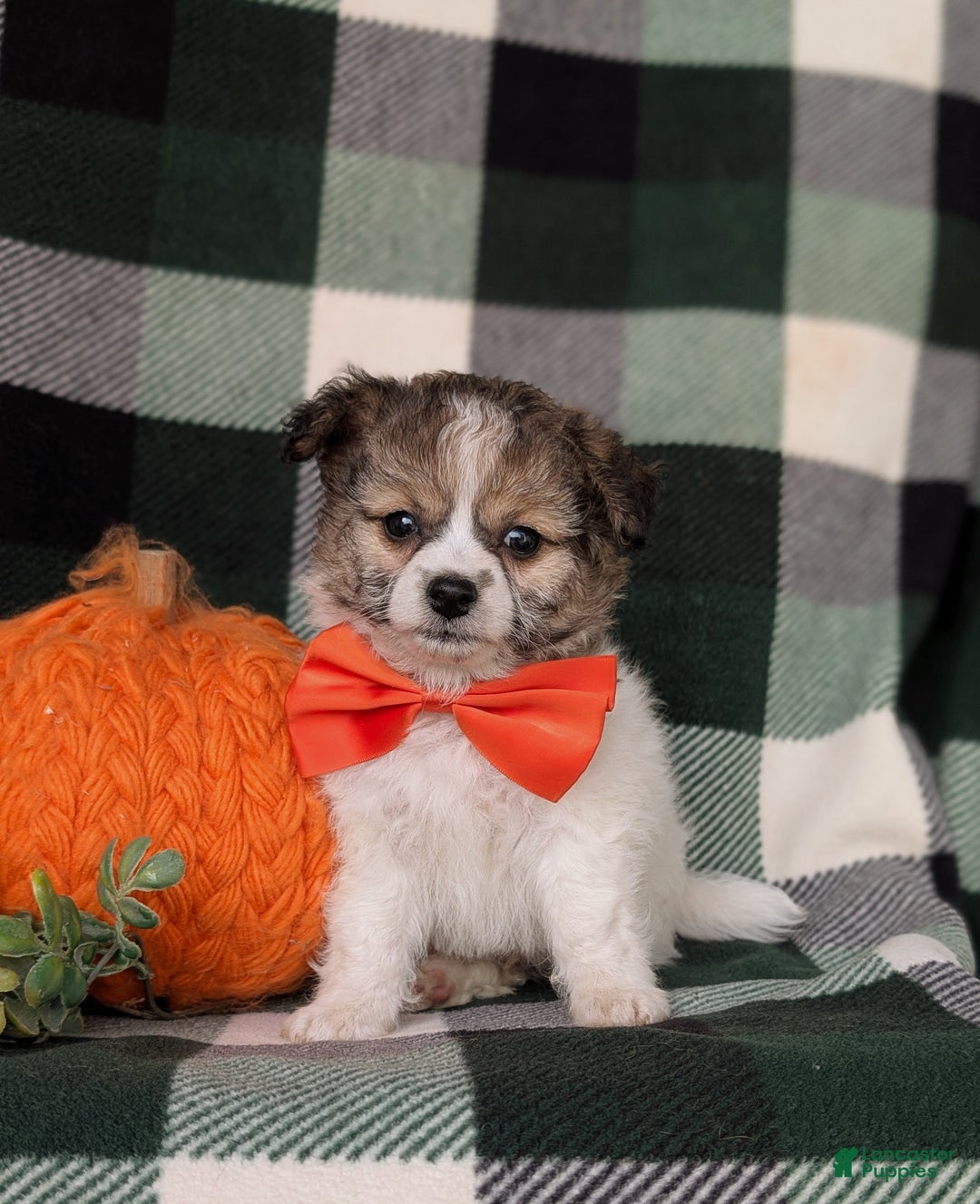 Mixed Breed dogs for sale: Ryan 10 lbs Full Grown - Ad 3