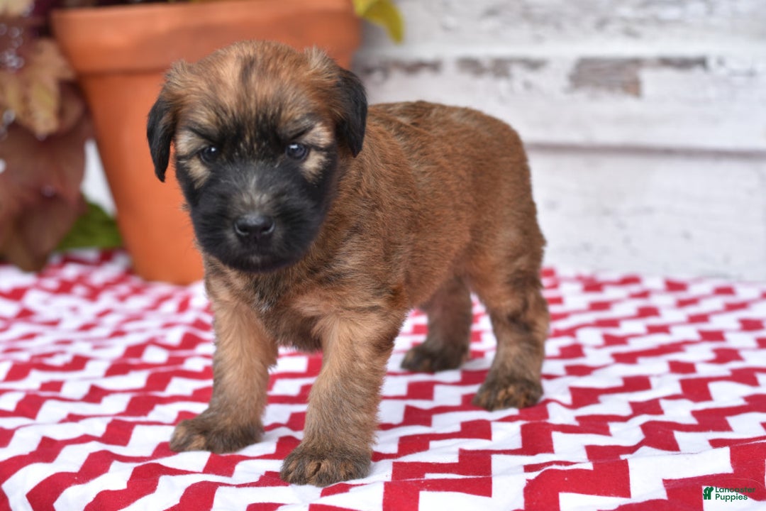 Gallery Image {{count}}