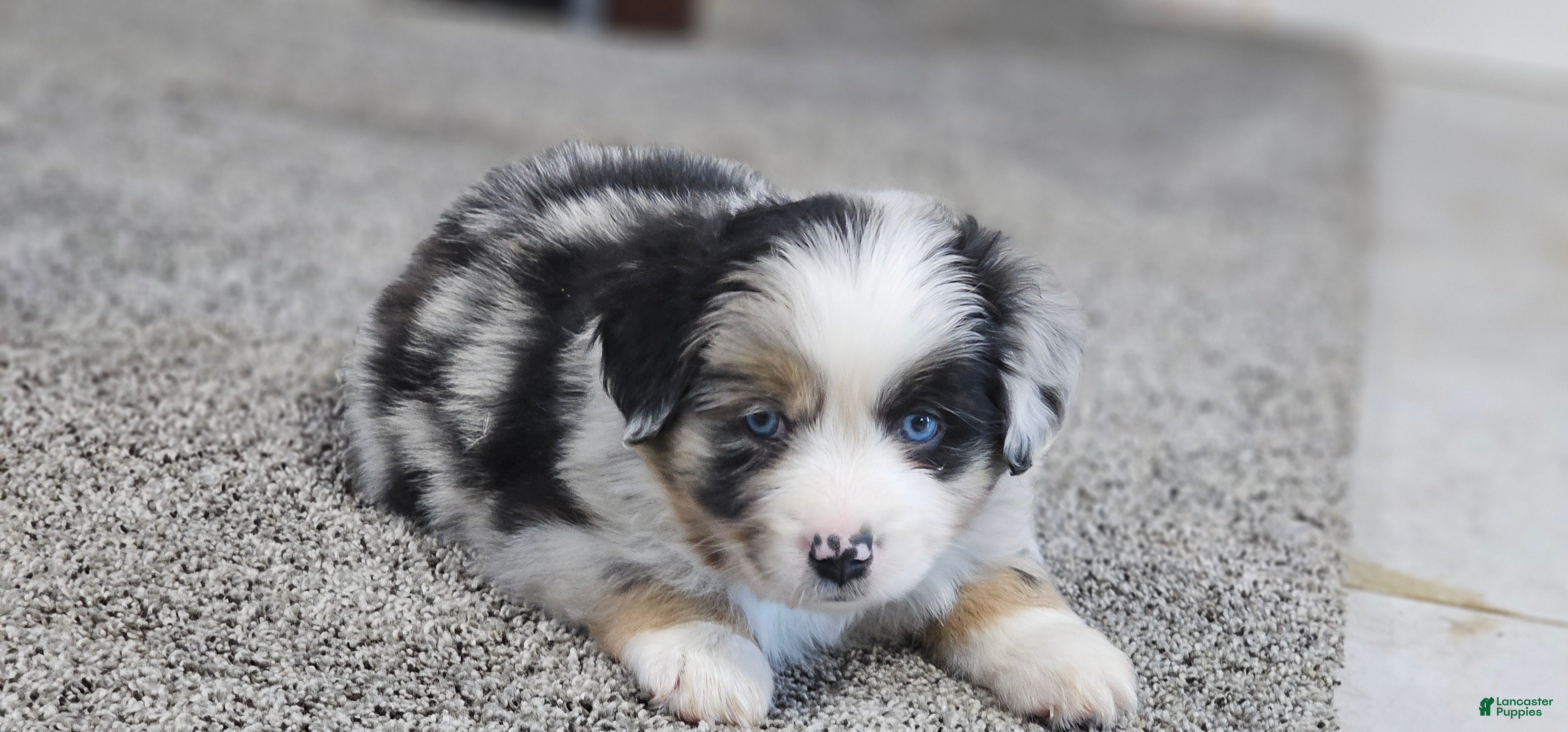 Miniature Australian Shepherd dogs Donut - Ad 2