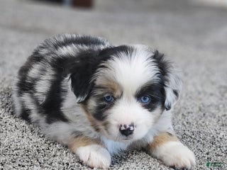 Miniature Australian Shepherd dogs Donut - Ad 2