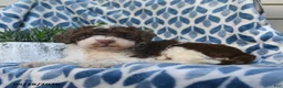 Labradoodle dogs for sale: Jelani - Ad 4