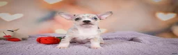 Chihuahua dogs for sale: JEREMY - Ad 6