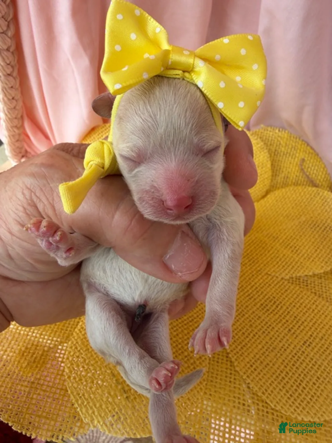 Toy Poodle dogs for sale: Thumbelina  - Ad 2