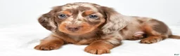 Miniature Dachshund dogs for sale: Murphy - Ad 6