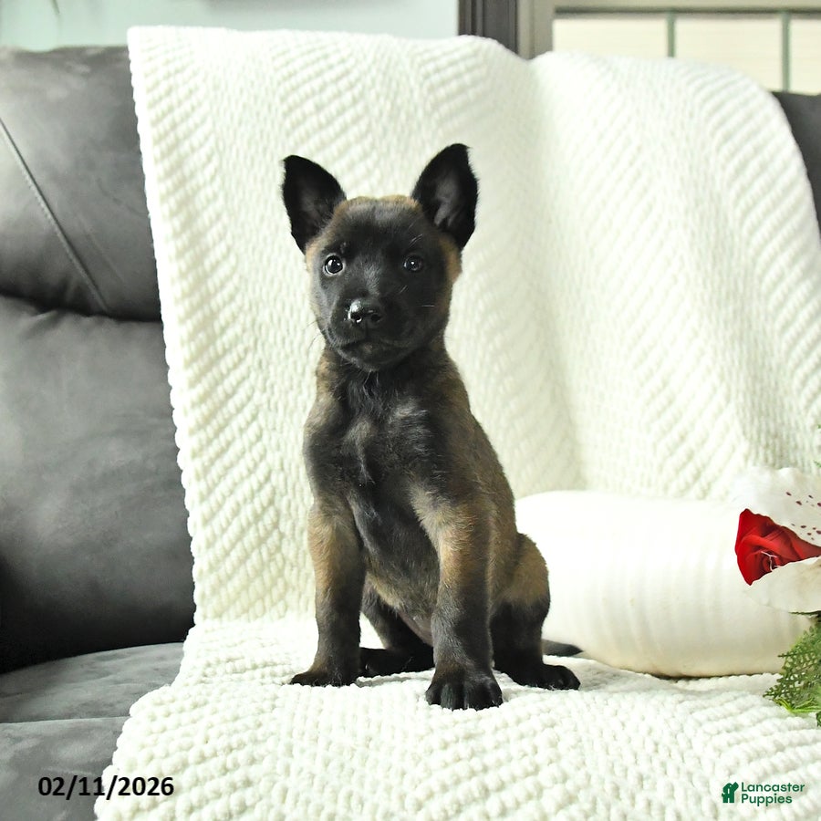 Belgian Malinois dogs Bliss - Ad 2