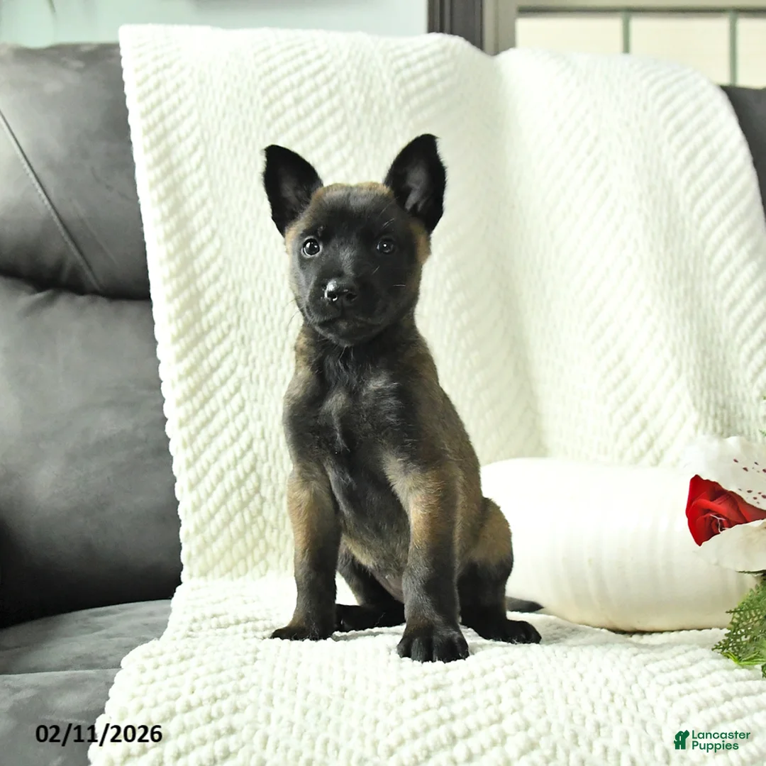 Belgian Malinois dogs for sale: Bliss - Ad 2
