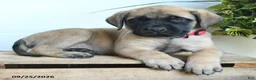 English Mastiff dogs for sale: Lynette - Ad 4