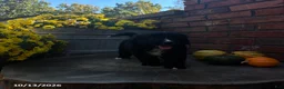 Mini Bernedoodle dogs for sale: Sweetie - Ad 4