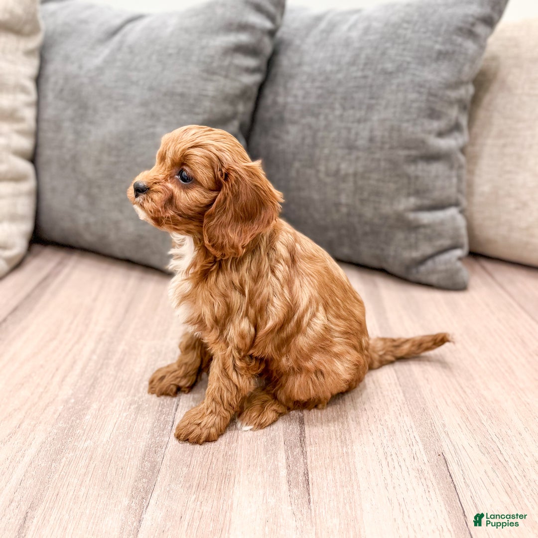 Cavapoo dogs for sale: Sophia - Ad 4