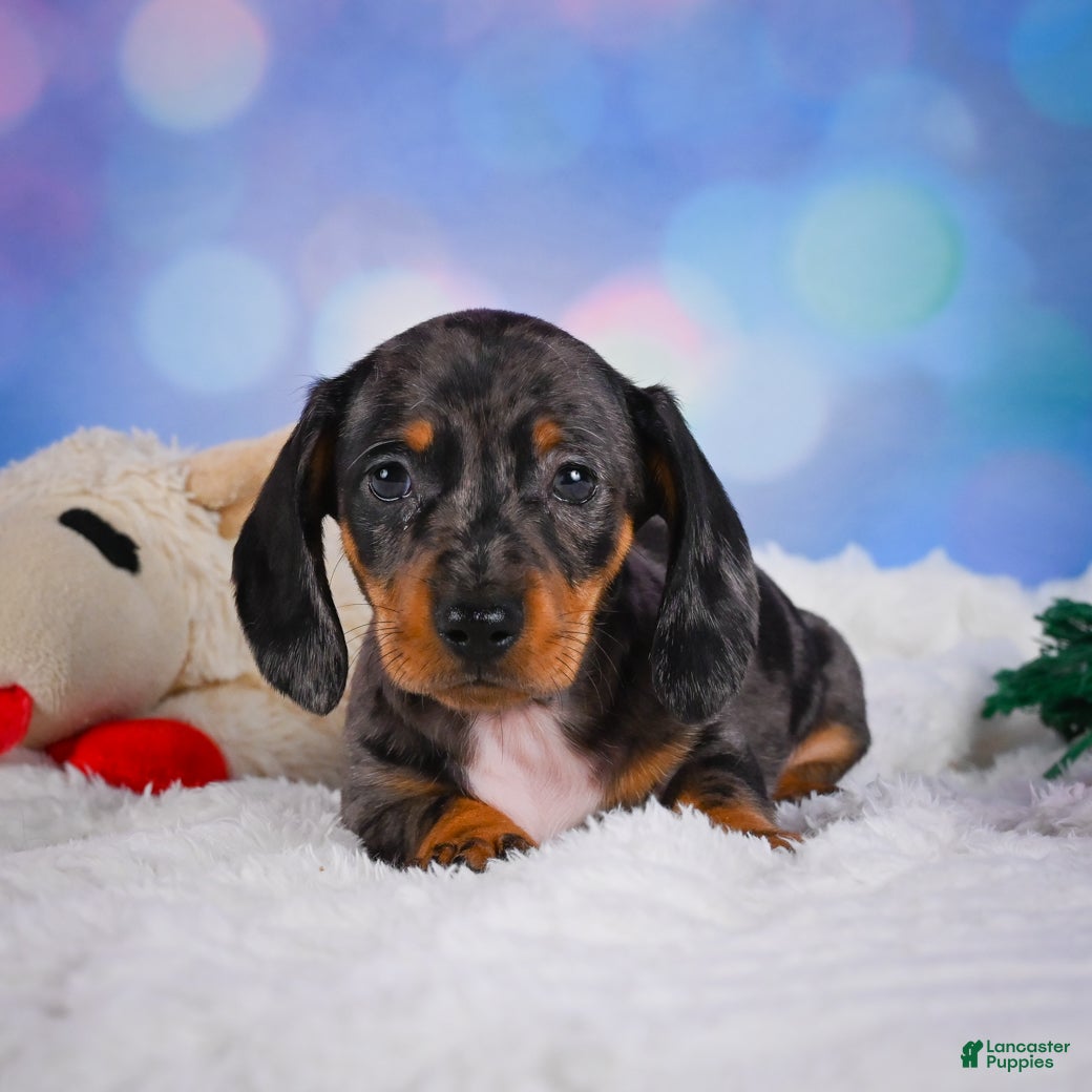 Miniature Dachshund dogs for sale: Clovas - Ad 2