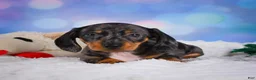 Miniature Dachshund dogs for sale: Clovas - Ad 1