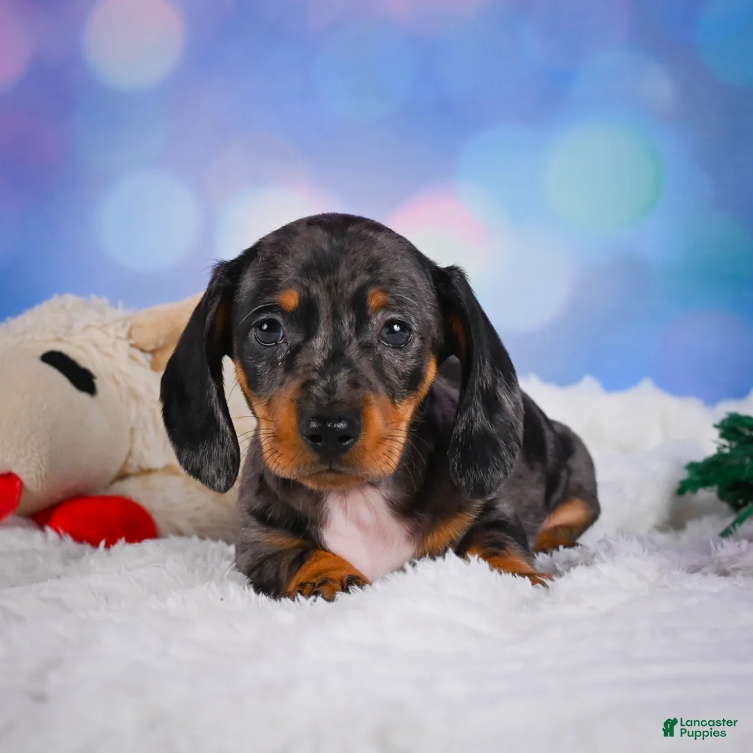 Miniature Dachshund dogs for sale: Clovas - Ad 1