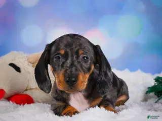 Miniature Dachshund dogs for sale: Clovas - Ad 2