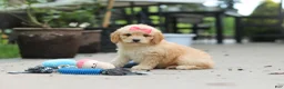 Cavapoo dogs for sale: Dolly - Ad 9