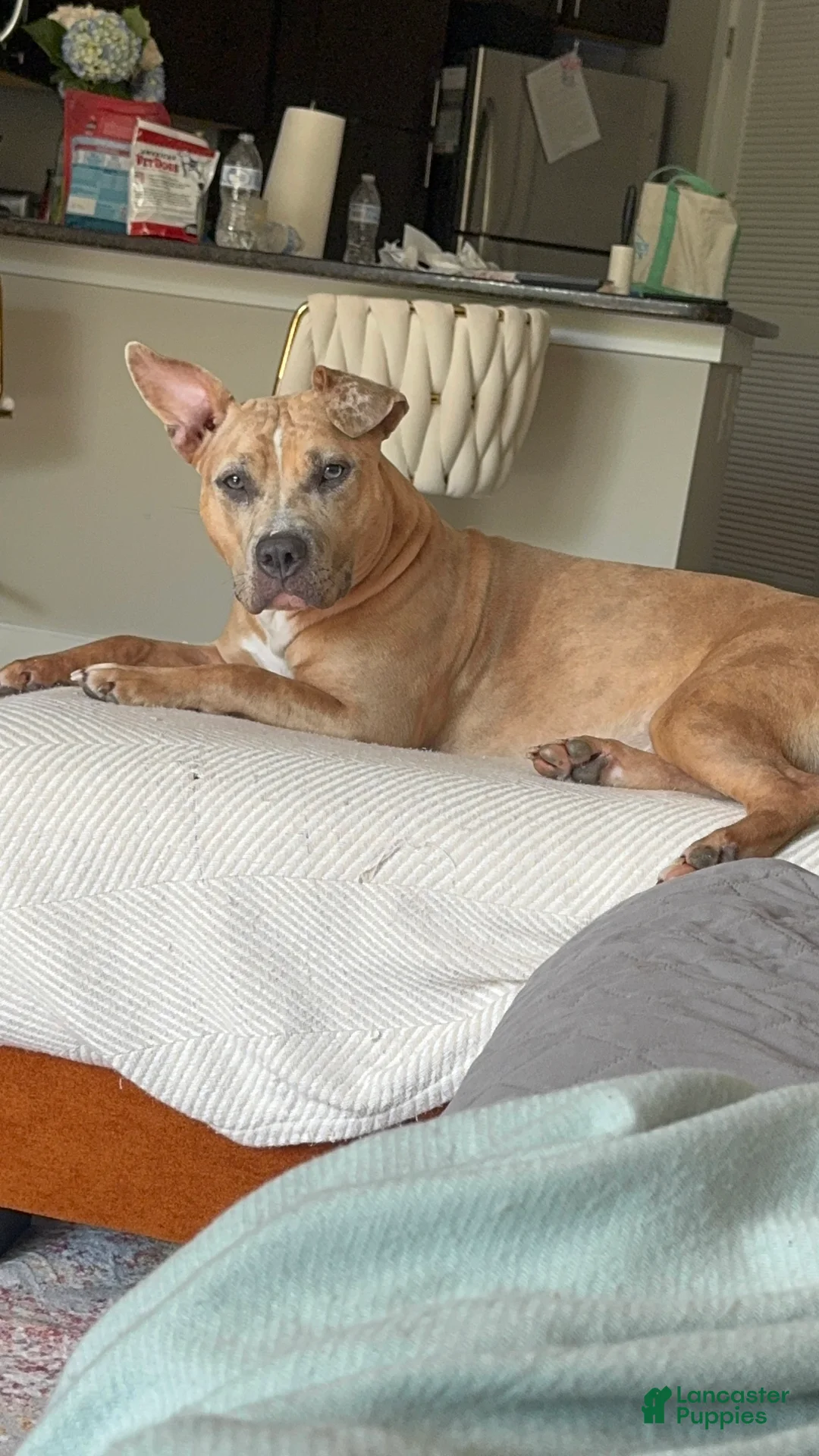 American Bully dogs for sale: American Bully Puppy 1 - Ad 7