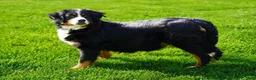Mini Bernedoodle dogs for sale: Mini Bernedoodle Cooper  - Ad 6