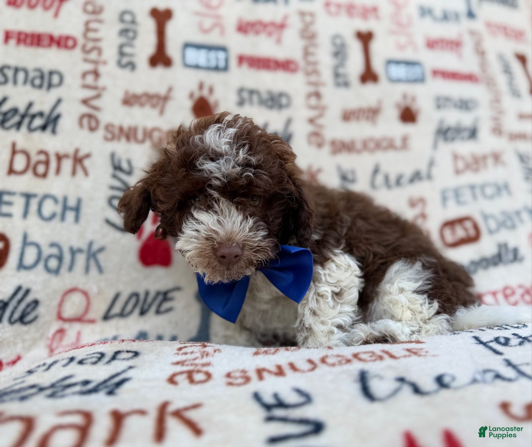 Havapoo dogs for sale: Valentino  - Ad 6