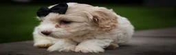 Cavachon dogs for sale: Houston🐾💙 - Ad 9