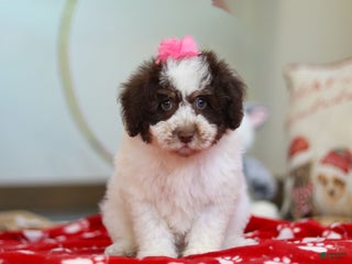 Mini Aussiedoodle dogs Salty - Ad 27