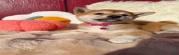 Shiba Inu dogs for sale: 🩷 Wendi 🩷 - Ad 5