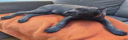 Cane Corso dogs for sale: Cane Corso 1 - Ad 1