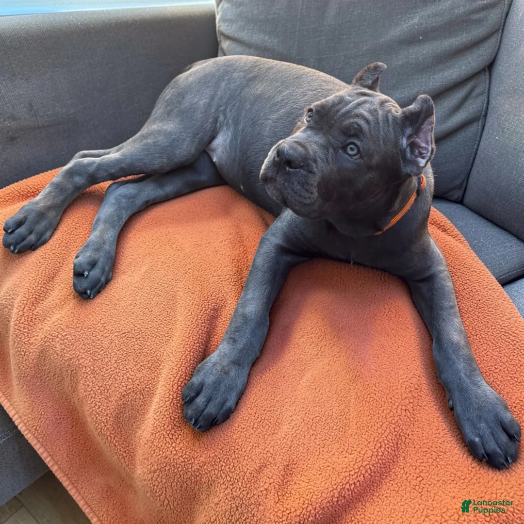 Cane Corso dogs for sale: Cane Corso 1 - Ad 1