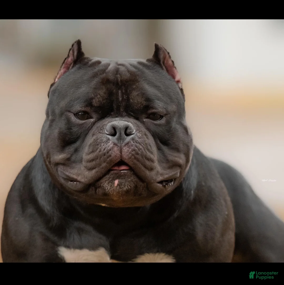 American Bully dogs for sale: Pepe - Ad 17