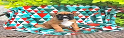 Boxer dogs for sale: Lincoln - Ad 2