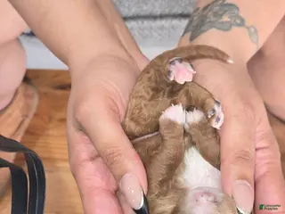 Cavapoo dogs for sale: Ryder (Puppy 2) - Ad 2