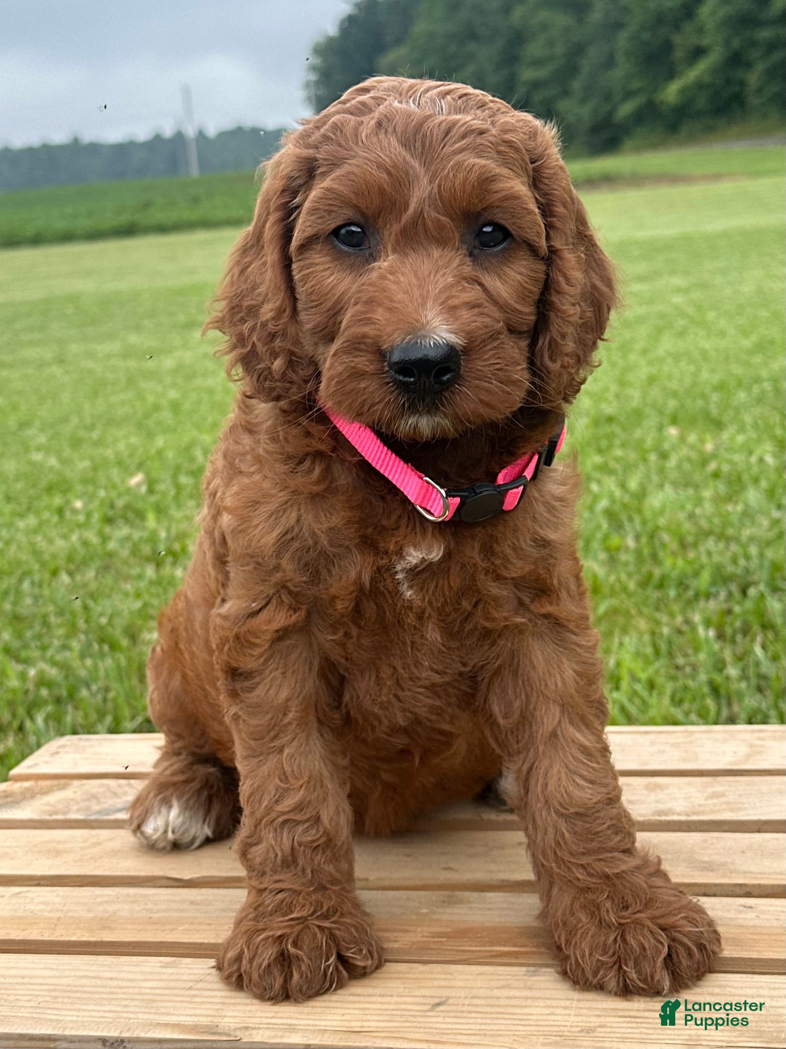 Irish Doodle dogs Oakley - Ad 1
