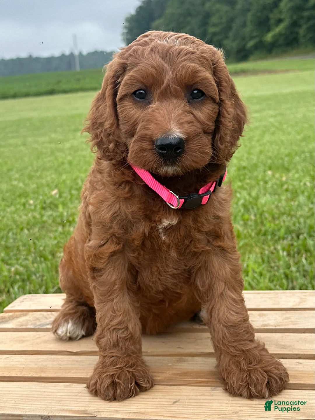 Irish Doodle dogs for sale: Oakley - Ad 1