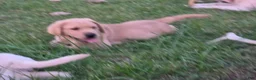 Labrador Retriever dogs for sale: Meet Your New Best Friend! Beautiful Yellow Male Labrador Retriever Puppies Available 💛 - Ad 58