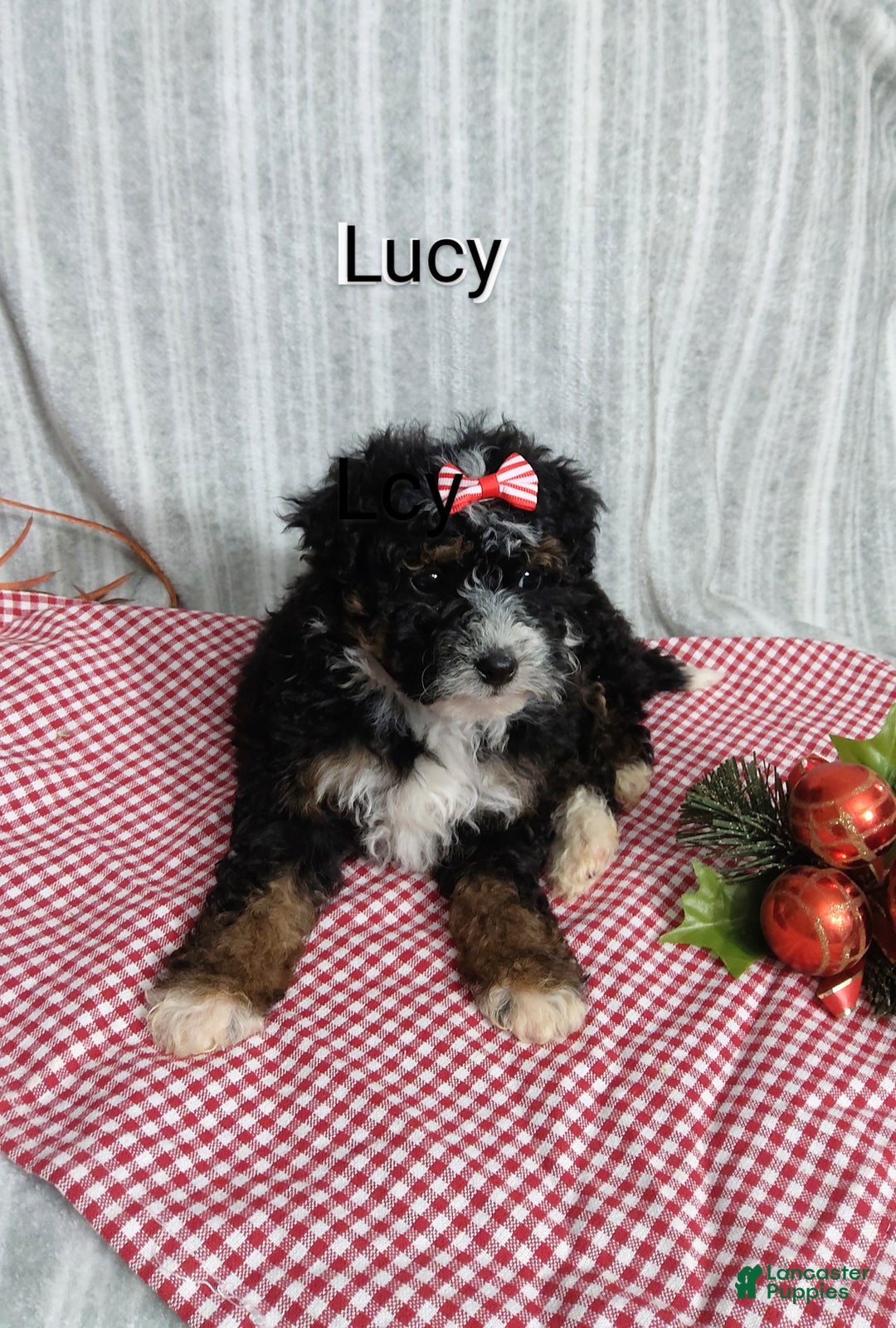 Mini Bernedoodle dogs for sale:  Lucy  - Ad 5