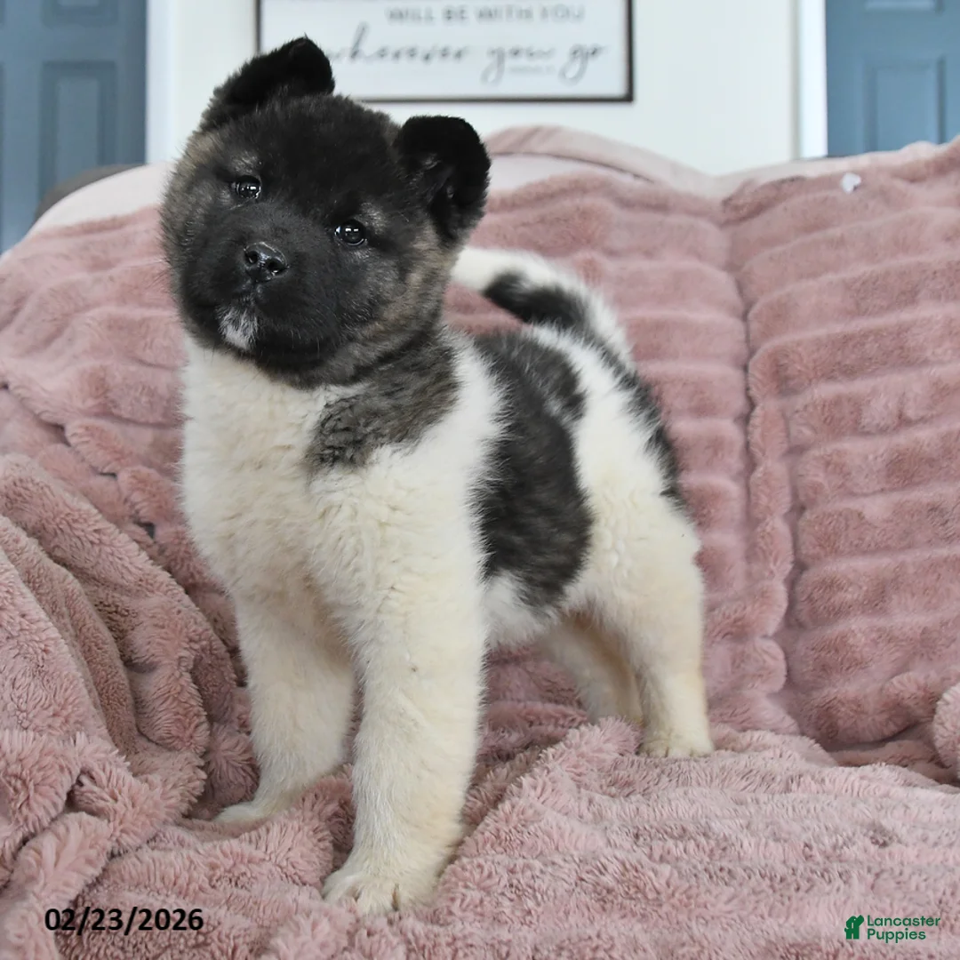 Akita dogs for sale: Fang - Ad 1