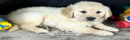 Golden Retriever dogs for sale: Lily - Ad 3