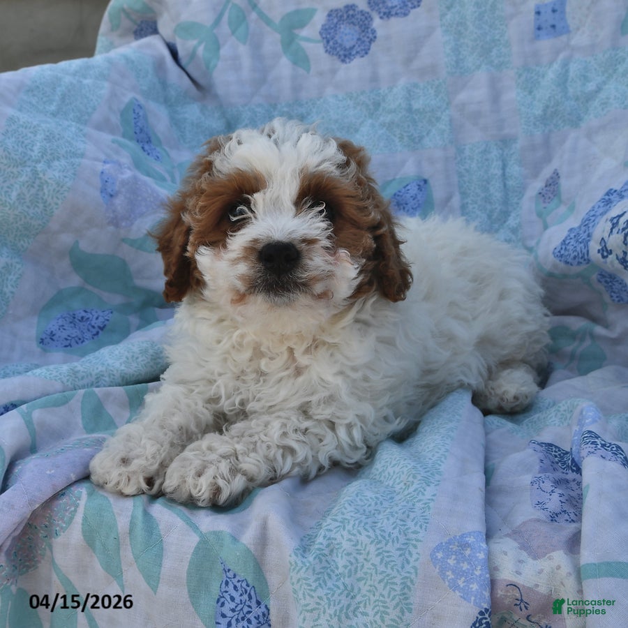 Cavapoo dogs Prince   - Ad 1
