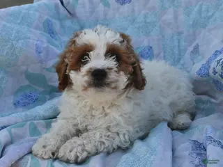 Cavapoo dogs for sale: Prince - Ad 4