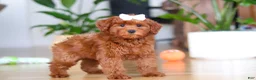Mini Goldendoodle dogs for sale: Chloe - Ad 4