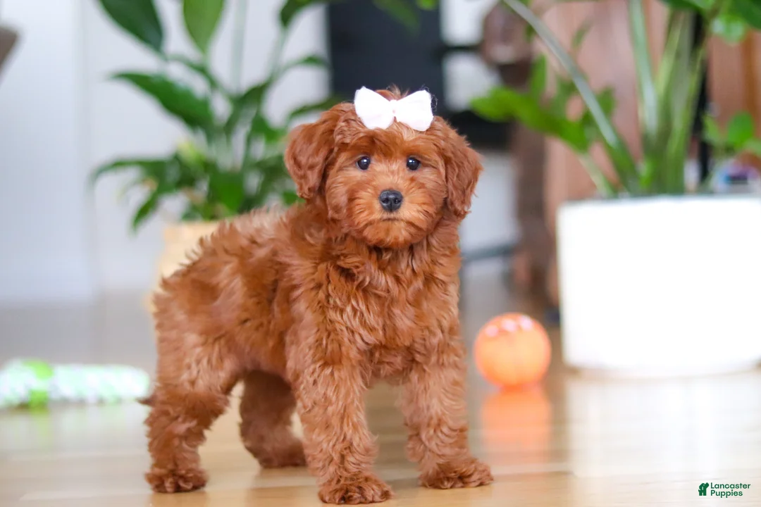 Mini Goldendoodle dogs for sale: Chloe - Ad 4