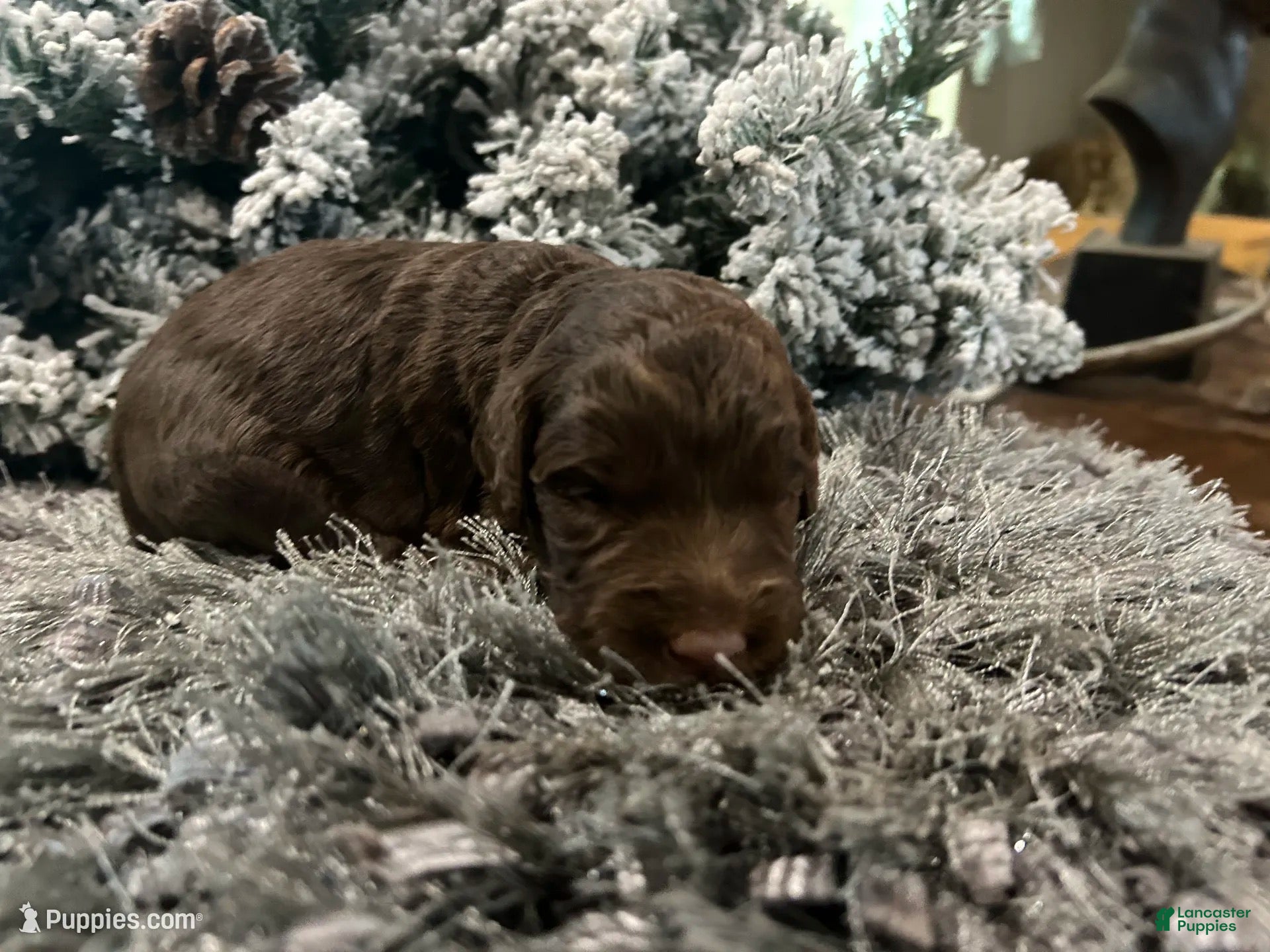 Goldendoodle dogs for sale: Cocoa - Ad 22