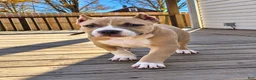 American Bully dogs for sale: 9x Kennels Björn Ironside Aka Cubb  - Ad 11