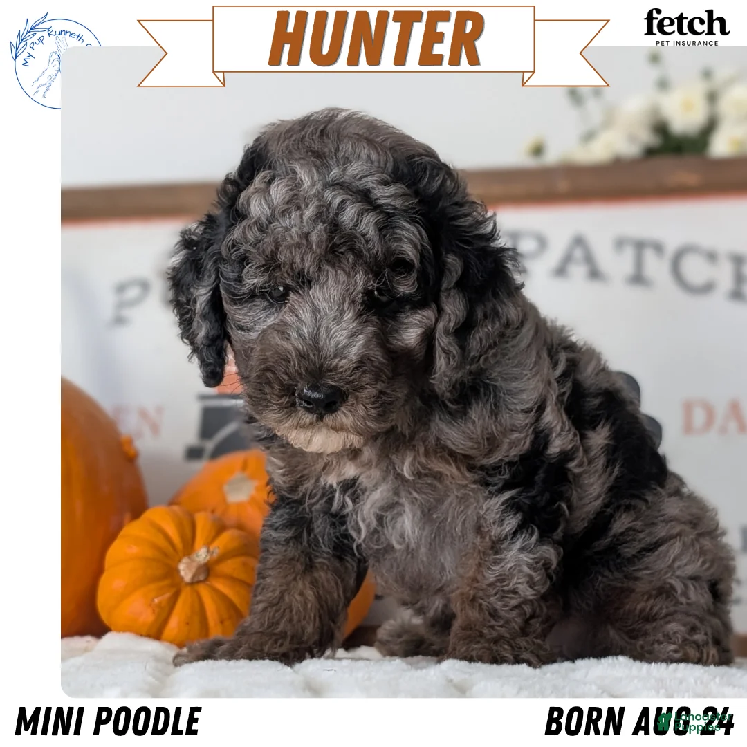 Miniature Poodle dogs for sale: Hunter - Ad 1