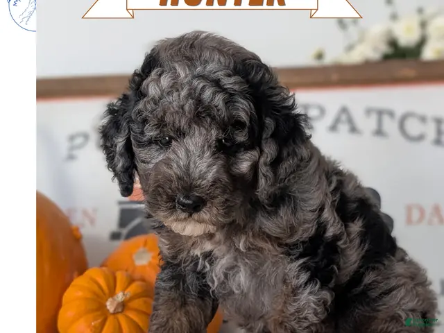 Miniature Poodle dogs for sale: Hunter - Ad 1