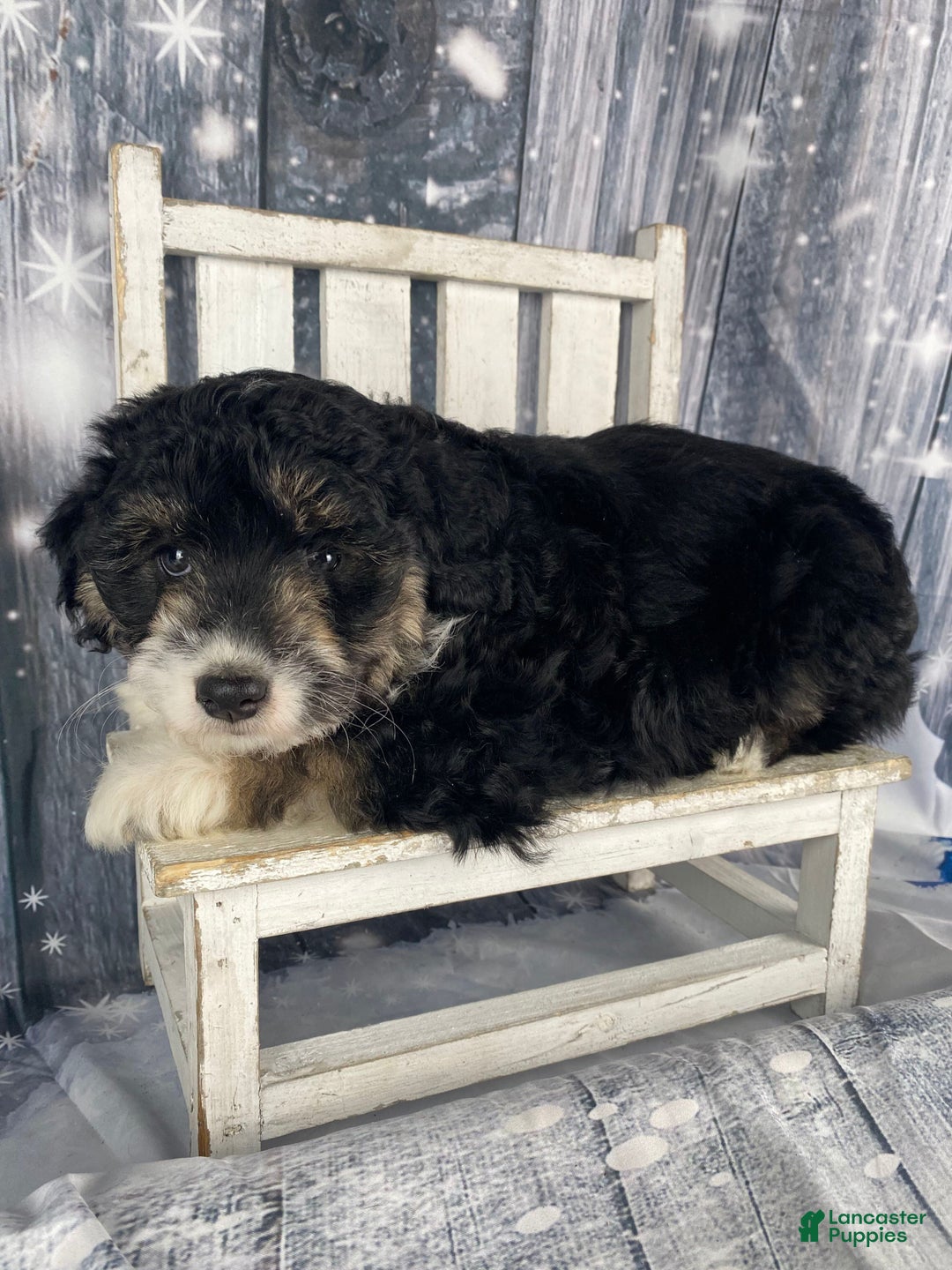 Aussiedoodle dogs for sale: Sara - Ad 11